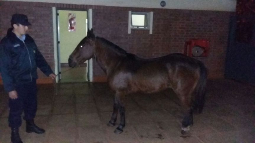 Robaron un caballo y lo cambiaron por una&nbsp;moto