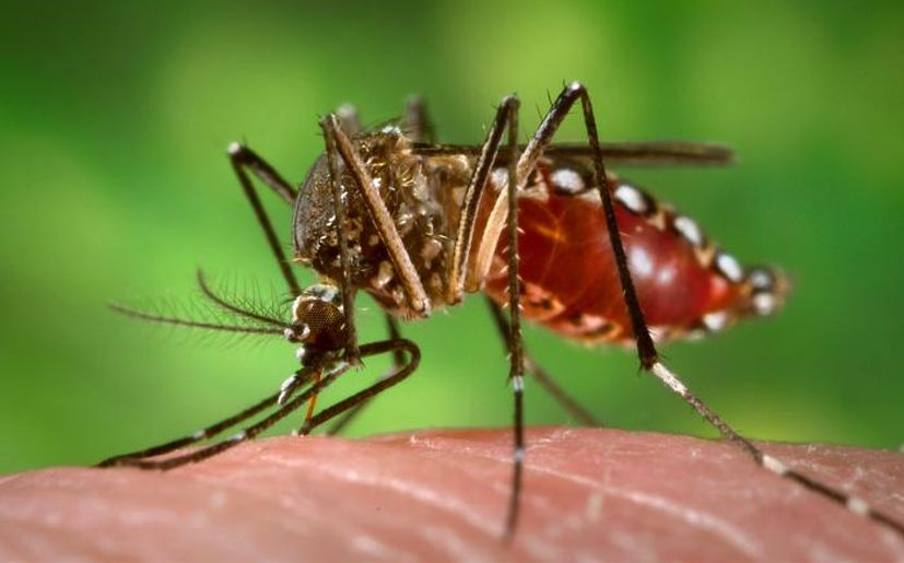 Los mosquitos prefieren picar a los que toman&nbsp;cerveza