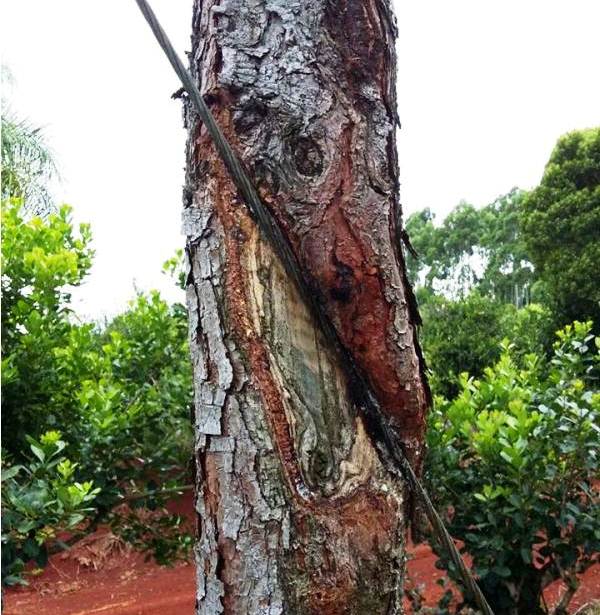 arbol-cable
