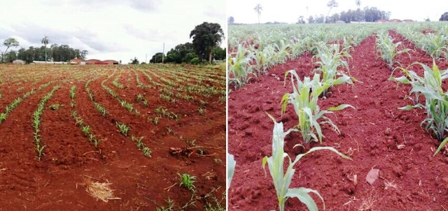 maiz asociación.jpg