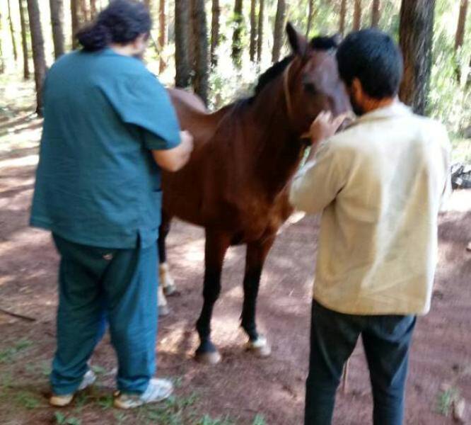 Dejó su caballo frente a la casa y se lo&nbsp;robaron