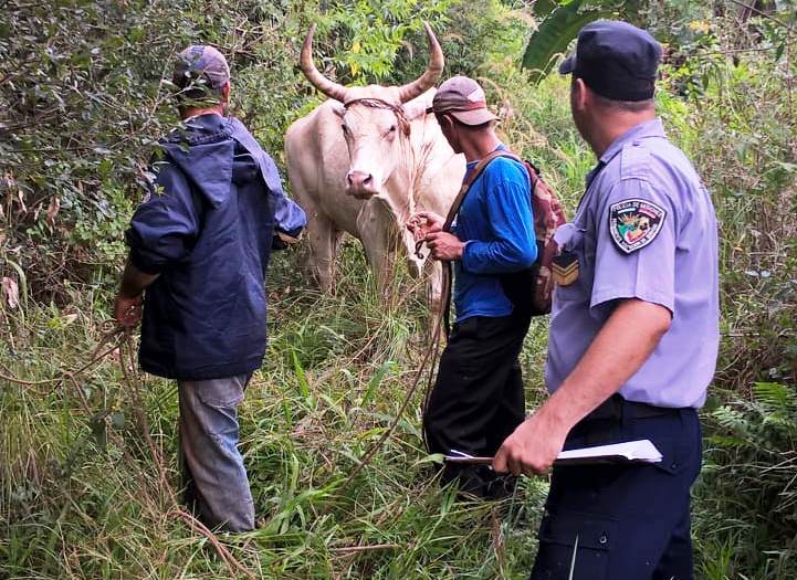 Recuperan dos vacunos robados en el monte, hay un detenido y buscan a otros&nbsp;cuatro