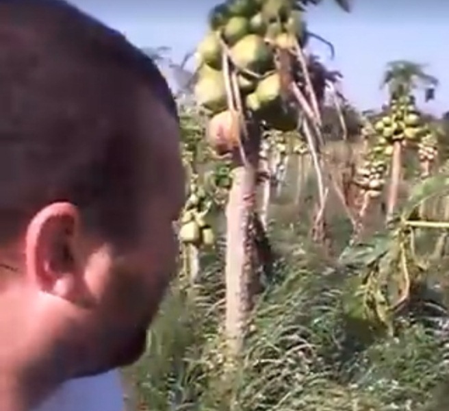 Colonos piden ayuda porque se pudre su producción de mamón y no tienen&nbsp;apoyo