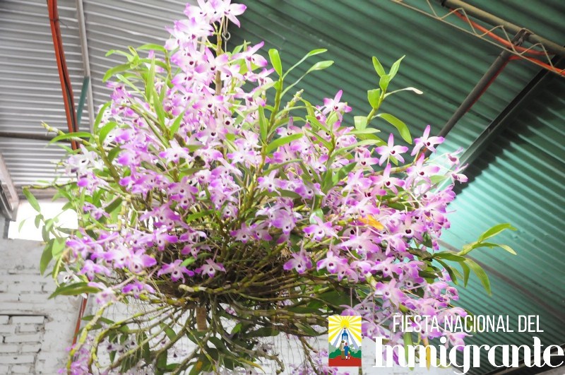 La exposición de Orquídeas recibió a numerosos visitantes durante la&nbsp;FNI2018