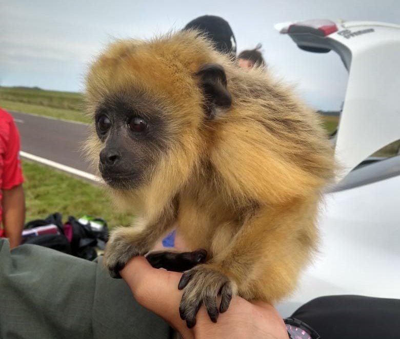 Mono «Carayá” era llevado dentro de una mochila en un&nbsp;auto