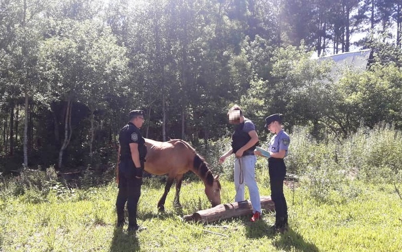 Un sujeto y dos menores detenidos por un caballo robado y carne&nbsp;faenada