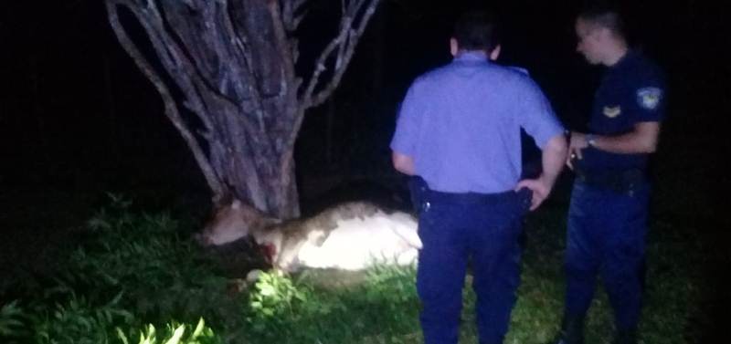 Recuperaron un animal bovino a punto de ser&nbsp;faenado