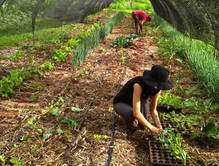 Agricultura orgánica y a pequeña escala es la única vía para combatir el hambre en el mundo según la&nbsp;ONU
