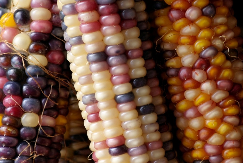 Médicos, organizaciones y campesinos rechazan semillas transgénicas en la «Capital Nacional de la&nbsp;Biodiversidad»