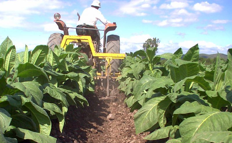 $138.146.994: El viernes estará depositado el tercer pago de retorno a 4.803&nbsp;tabacaleros