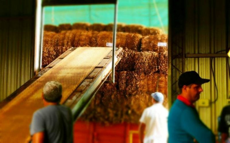 Se realizará una Jornada Nacional de Tabaco Sustentable en&nbsp;Misiones