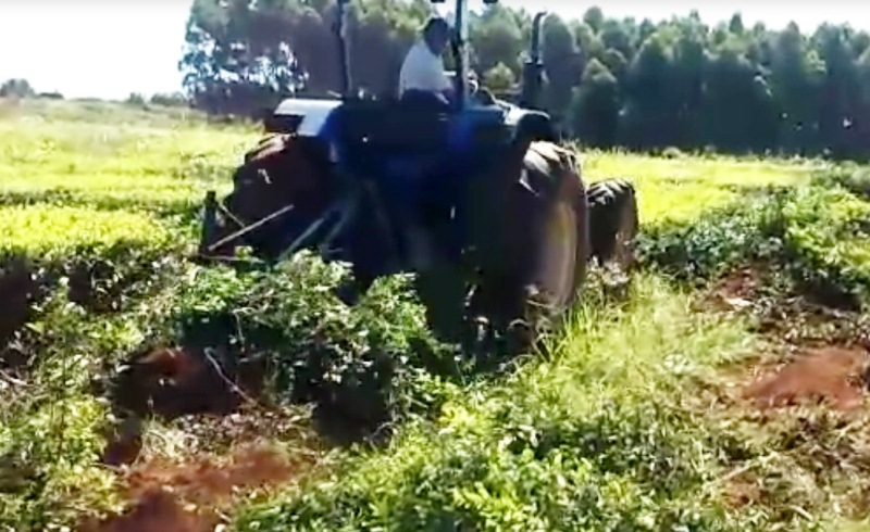 Reemplazan teales por yerba mecanizada para no depender más de tareferos: «no nos queda&nbsp;otra»