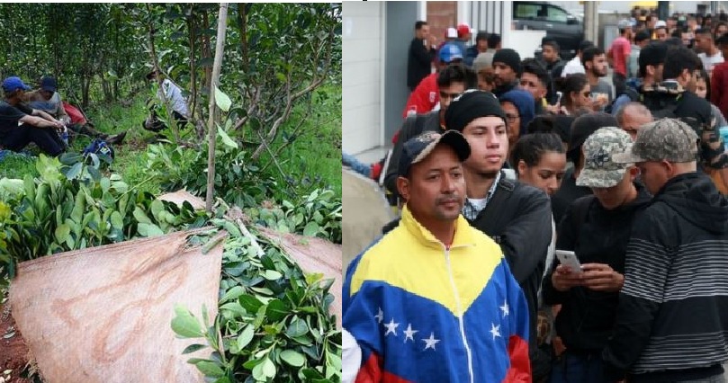 Faltan tareferos mientras el consumo de yerba aumenta: 6,4 millones de kilos y las exportaciones 10 millones de kilos en&nbsp;2019