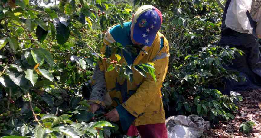 Yerba: Traer venezolanos profesionales «nos puede servir para mejorar nuestra forma de&nbsp;producir”