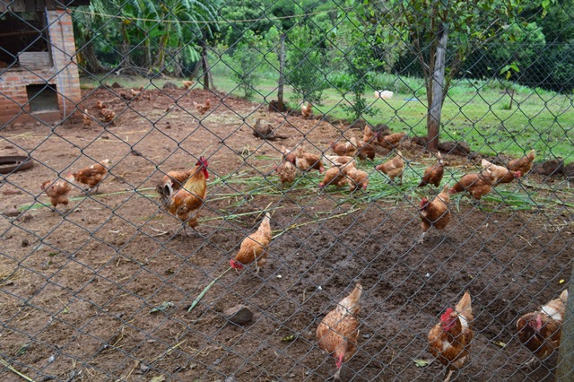 Fabricarán matadero familiar destinado a feriantes, el diseño base ya produce 300 pollos&nbsp;semanales