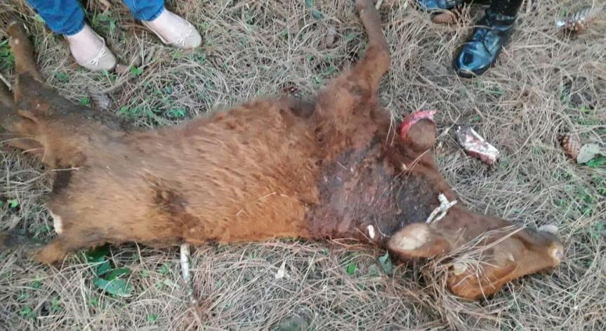 Vecinos alertaron por ataques a vacunos y se cree que podrían ser gatos&nbsp;onzas