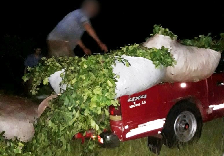 Los atraparon robando yerba en una&nbsp;chacra