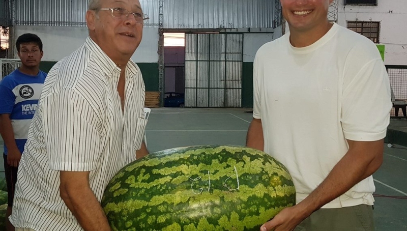 Productor de sandías gigantes batió su propio récord: 44,600&nbsp;kg.