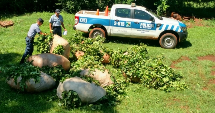 ¿Cómo pueden los colonos defenderse del robo de&nbsp;yerba?