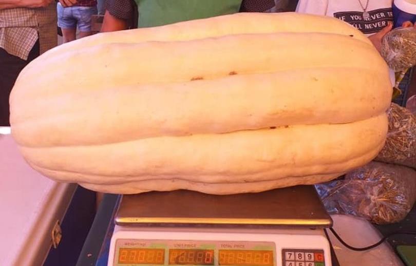 Productor misionero cosechó un zapallo de 27&nbsp;kilos
