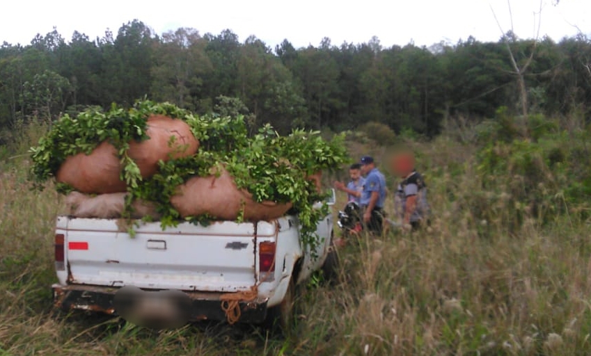 Robo de yerba: le pagan «$35 mil por una tonelada y lo pueden levantar entre 3 en 4&nbsp;horas”