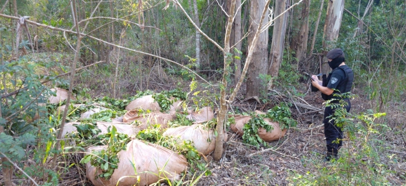 Huyeron tras ser sorprendidos robando&nbsp;yerba