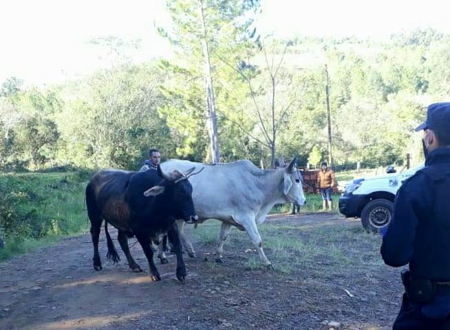 Bueyes fueron recuperados tras un bloqueo&nbsp;policial