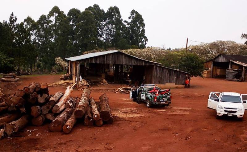 Desarticularon dos campamentos de apeo ilegal de madera&nbsp;nativa
