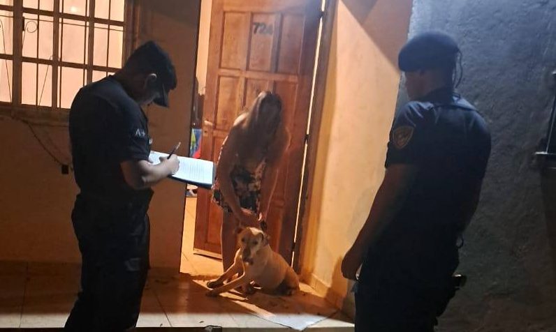 Recuperaron una Pitbull robada y comercializada en&nbsp;Oberá