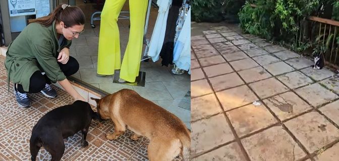 Kosnicki pide concientización sobre parasitosis y zoonosis en Oberá: «hacen sus deposiciones en la vía pública, un riesgo para la&nbsp;salud»