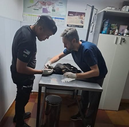 Abandonaron frente a una casa a un perro enfermo y policías debieron&nbsp;asistirlo