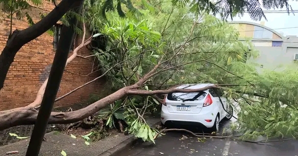 Ráfagas de viento provocaron caída de árboles y&nbsp;cables