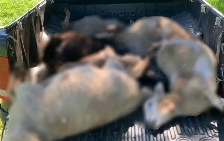 Investigan presunto ataque de un felino a un rebaño de&nbsp;ovejas