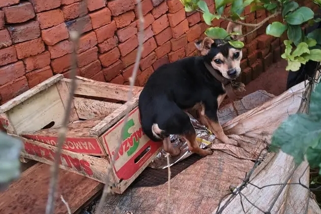 23 perros, fraude y encubrimiento: Denuncian que la policía fotografió animales&nbsp;sanos