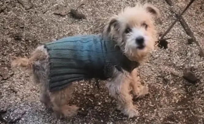 Siguen el rastro de los 23 perros de&nbsp;Guaraní