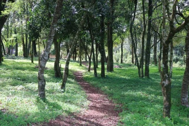 El barrio Ecológico tendrá senderos para caminar a partir de un pedido de los&nbsp;vecinos